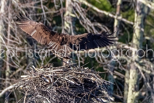 Nature Photography