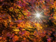 Breezy Maples