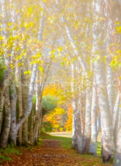 Pathway VII
