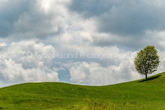 Spring Pastoral
